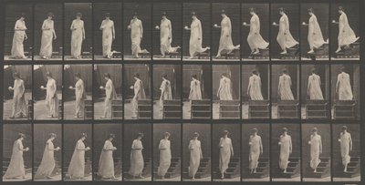 Eläinten liikkuminen. Eläinten liikkeiden sähkövalokuvatutkimus. Alkaa..., 1880-luku. tekijältä Eadweard Muybridge