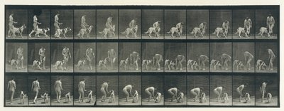 Eläinten liikkuminen. Eläinten peräkkäisten vaiheiden sähkövalokuvaus..., 1880-luku. tekijältä Eadweard Muybridge