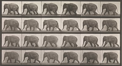 Eläinten liikkuminen. Eläinten peräkkäisten vaiheiden sähkövalokuvaus..., 1880-luku. tekijältä Eadweard Muybridge
