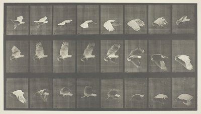 Animal Locomotion, levy 758, 1887. tekijältä Eadweard Muybridge