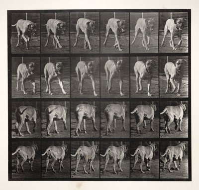 Dread Trotting, 1887. tekijältä Eadweard Muybridge