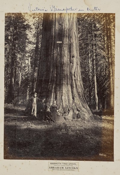 Mammoth Tree Grove, Calaverasin piirikunta, Kalifornia. Abraham Lincoln. 320 jalkaa korkea, ympärysmitta 54 jalkaa. tekijältä Eadweard J. Muybridge