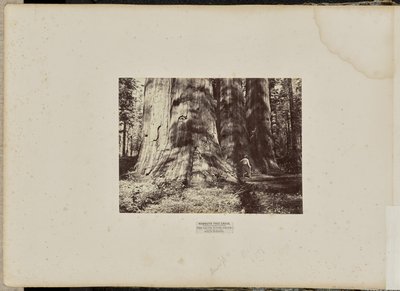 Mammoth Tree Grove, Calaverasin piirikunta, Kalifornia. Salemin noitaryhmä. Keskimääräinen korkeus 300 jalkaa, ympärysmitta 65 jalkaa. tekijältä Eadweard J. Muybridge