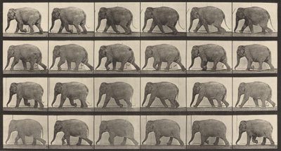 Kilpinumero 733. Elefantin kävely, 1887. tekijältä Eadweard Muybridge