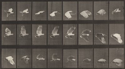 Kilpinumero 758. Kakadu lentävä, 1887. tekijältä Eadweard Muybridge