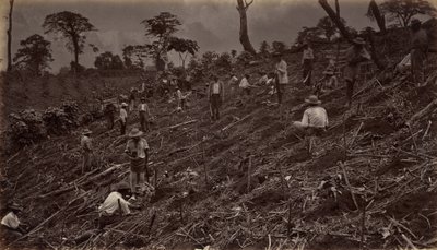 Kahviviljelmän perustaminen Antigua de Guatemalassa, 1875, julkaistu 1877. tekijältä Eadweard Muybridge
