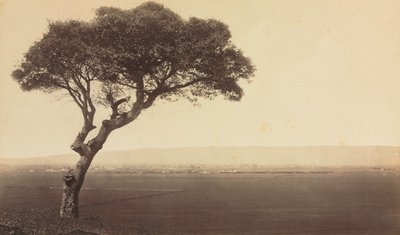 Nimetön (Maisema lähellä Watsonvilleä, Kalifornia) tekijältä Eadweard J. Muybridge