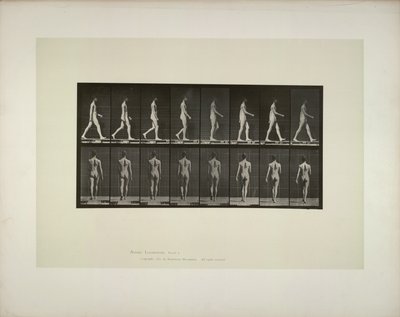 Eläinten liikkuminen: miesten lantion kangas, 1887. tekijältä Eadweard Muybridge