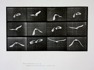 Lintu lennossa, levy 762 julkaisusta Animal Locomotion, 1887 tekijältä Eadweard Muybridge
