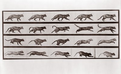 Kissan ravi ja laukka, Animal Locomotionin levy 717, 1887 tekijältä Eadweard Muybridge