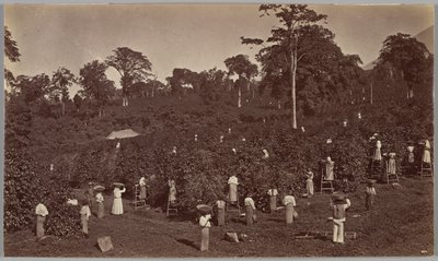 Kahvinkorjuu, Las Nubes, Guatemala tekijältä Eadweard Muybridge