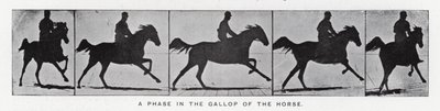 Eadweard Muybridge: Vaihe hevosen laukkaa (m/w kuva) tekijältä Eadweard Muybridge