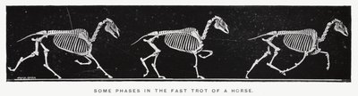 Eadweard Muybridge: Joitakin vaiheita hevosen nopeassa ravissa (m/w kuva) tekijältä Eadweard Muybridge