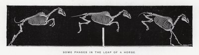 Eadweard Muybridge: Joitakin vaiheita hevosen hyppyssä (m/w kuva) tekijältä Eadweard Muybridge