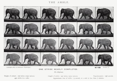 Eadweard Muybridge: The Amble (m/w kuva) tekijältä Eadweard Muybridge