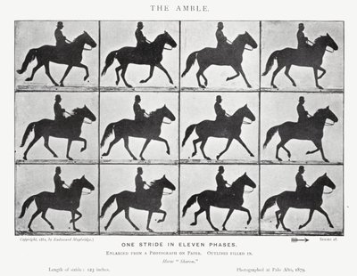 Eadweard Muybridge: The Amble (m/w kuva) tekijältä Eadweard Muybridge