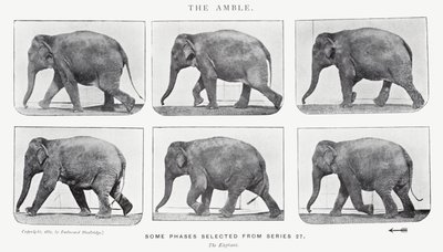 Eadweard Muybridge: Amble tekijältä Eadweard Muybridge
