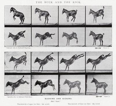 Eadweard Muybridge: The Buck and the Kick (m/v kuva) tekijältä Eadweard Muybridge