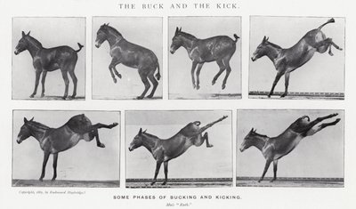 Eadweard Muybridge: The Buck and the Kick (m/v kuva) tekijältä Eadweard Muybridge