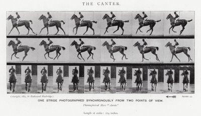 Eadweard Muybridge: The Canter (m/w kuva) tekijältä Eadweard Muybridge