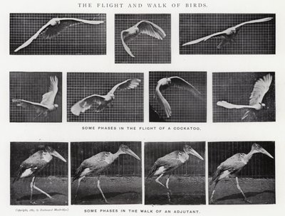 Eadweard Muybridge: The Flight and Walk of Birds (m/w kuva) tekijältä Eadweard Muybridge