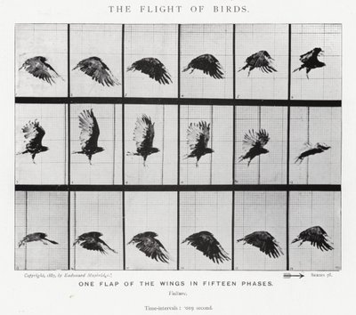 Eadweard Muybridge: Lintujen lento (m/w kuva) tekijältä Eadweard Muybridge