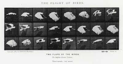 Eadweard Muybridge: Lintujen lento (m/w kuva) tekijältä Eadweard Muybridge
