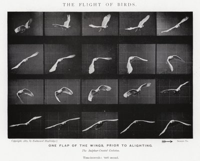 Eadweard Muybridge: Lintujen lento (m/w kuva) tekijältä Eadweard Muybridge