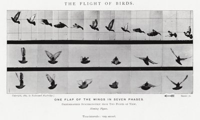 Eadweard Muybridge: Lintujen lento (m/w kuva) tekijältä Eadweard Muybridge