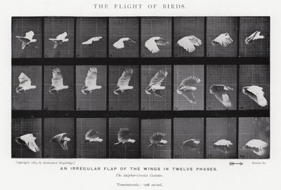 Eadweard Muybridge: Lintujen lento (m/w kuva) tekijältä Eadweard Muybridge