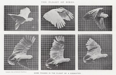 Eadweard Muybridge: Lintujen lento (m/w kuva) tekijältä Eadweard Muybridge