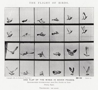 Eadweard Muybridge: Lintujen lento (m/w kuva) tekijältä Eadweard Muybridge
