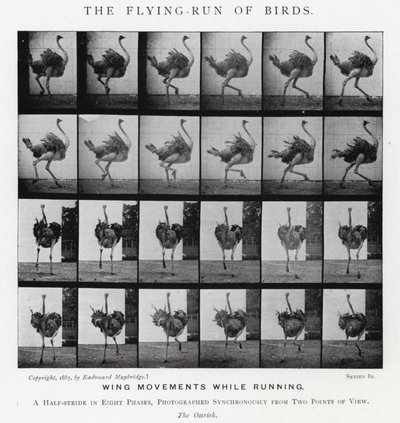 Eadweard Muybridge: The Flying-Run of Birds (m/w kuva) tekijältä Eadweard Muybridge