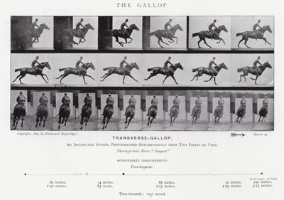 Eadweard Muybridge: The Gallop (m/w kuva) tekijältä Eadweard Muybridge