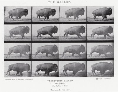 Eadweard Muybridge: The Gallop (m/w kuva) tekijältä Eadweard Muybridge