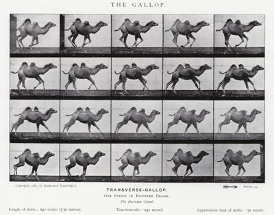 Eadweard Muybridge: The Gallop (m/w kuva) tekijältä Eadweard Muybridge