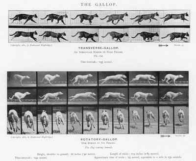 Eadweard Muybridge: The Gallop (m/w kuva) tekijältä Eadweard Muybridge