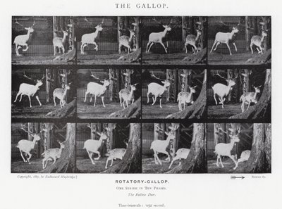 Eadweard Muybridge: The Gallop (m/w kuva) tekijältä Eadweard Muybridge