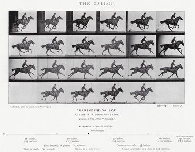 Eadweard Muybridge: The Gallop (m/w kuva) tekijältä Eadweard Muybridge