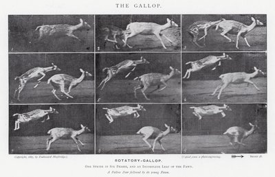 Eadweard Muybridge: The Gallop (m/w kuva) tekijältä Eadweard Muybridge