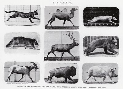 Eadweard Muybridge: The Gallop (m/w kuva) tekijältä Eadweard Muybridge