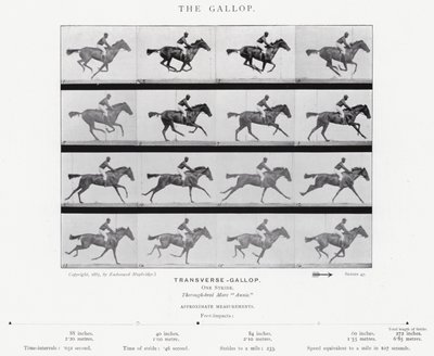 Eadweard Muybridge: The Gallop (m/w kuva) tekijältä Eadweard Muybridge