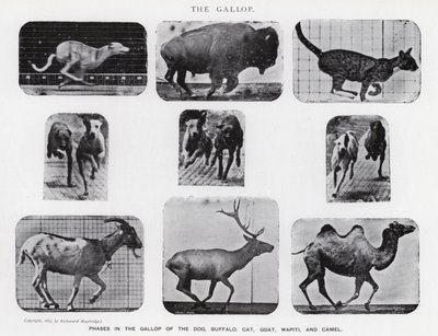 Eadweard Muybridge: The Gallop (m/w kuva) tekijältä Eadweard Muybridge
