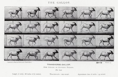 Eadweard Muybridge: The Gallop (m/w kuva) tekijältä Eadweard Muybridge