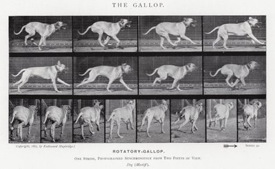 Eadweard Muybridge: The Gallop (m/w kuva) tekijältä Eadweard Muybridge