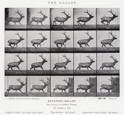Eadweard Muybridge: The Gallop (m/w kuva) tekijältä Eadweard Muybridge