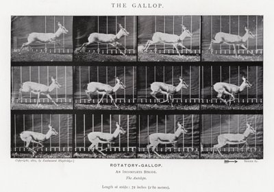 Eadweard Muybridge: The Gallop (m/w kuva) tekijältä Eadweard Muybridge