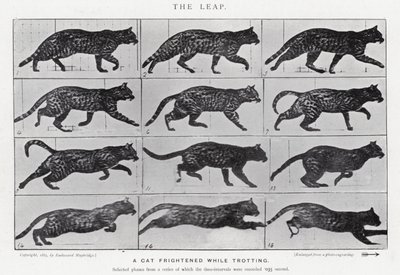 Eadweard Muybridge: The Leap (m/w kuva) tekijältä Eadweard Muybridge