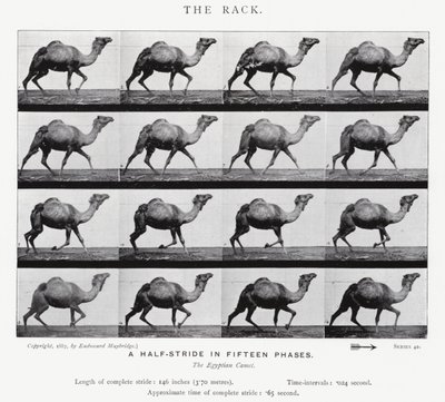 Eadweard Muybridge: The Rack (m/w kuva) tekijältä Eadweard Muybridge