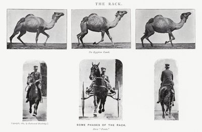 Eadweard Muybridge: Teline tekijältä Eadweard Muybridge